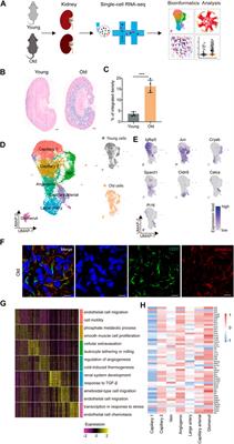 Assessing the effects of aging on the renal endothelial cell landscape using single-cell RNA sequencing